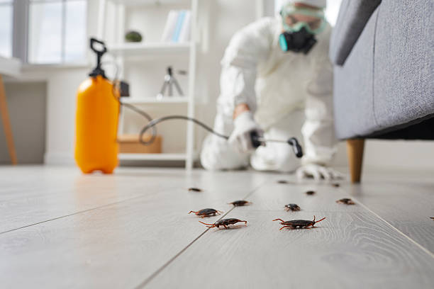 Commercial Kitchen Cockroach Control in Rock Springs